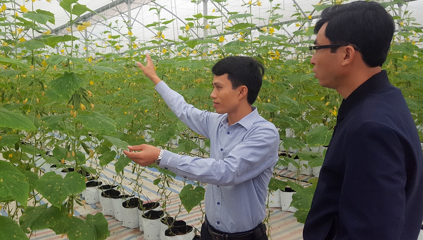 Doanh nhân trẻ Nguyễn Hữu Nhượng đang thành công với mô hình nông nghiệp trong nhà lưới