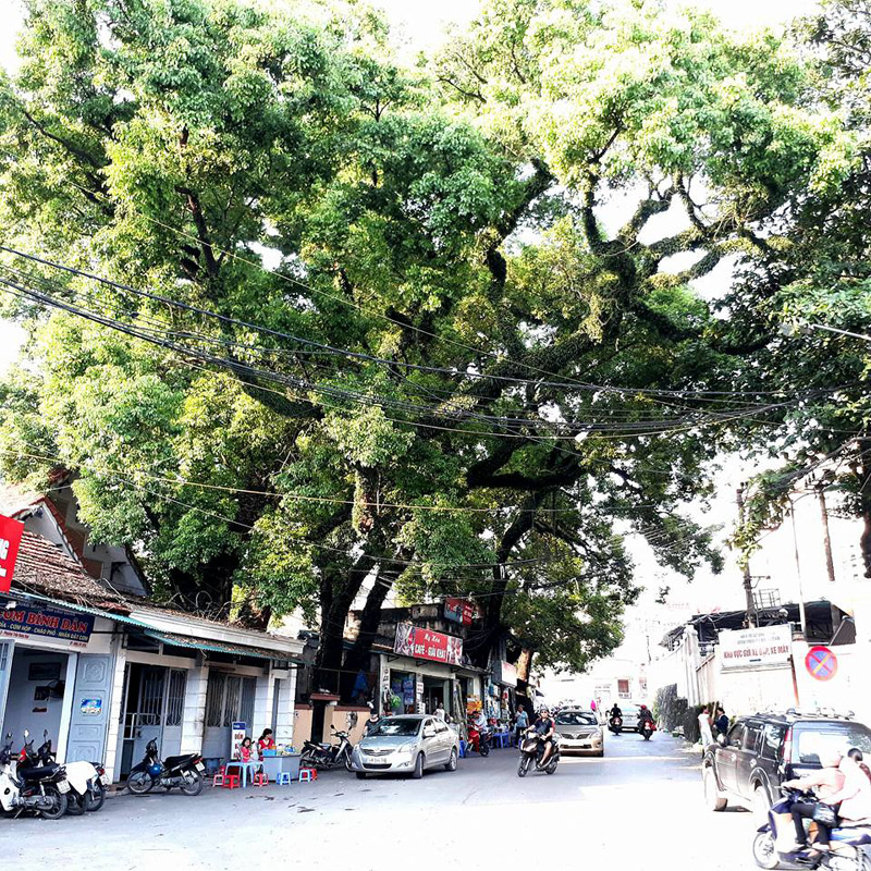 Hai trong số những cây long não cổ thụ trước cổng Bệnh viện Đa khoa tỉnh Quảng Ninh.