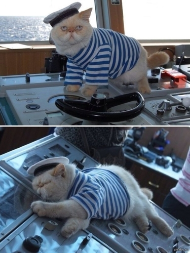 Mèo ở Nga được phép gia nhập lực lượng hải quân.