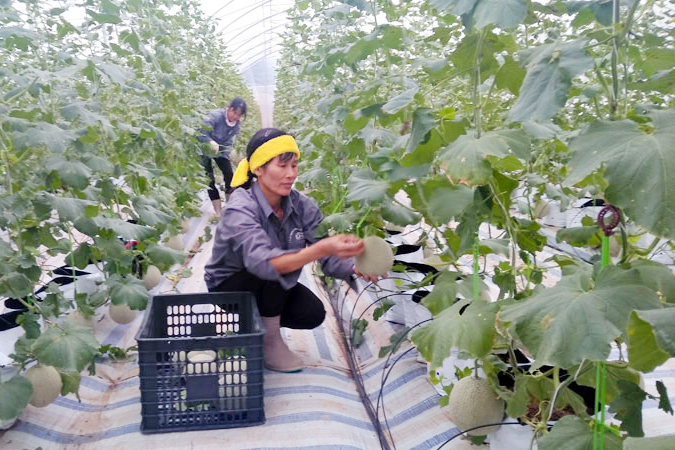 Huyện Đầm Hà đang triển khai các mô hình nông nghiệp công nghệ cao