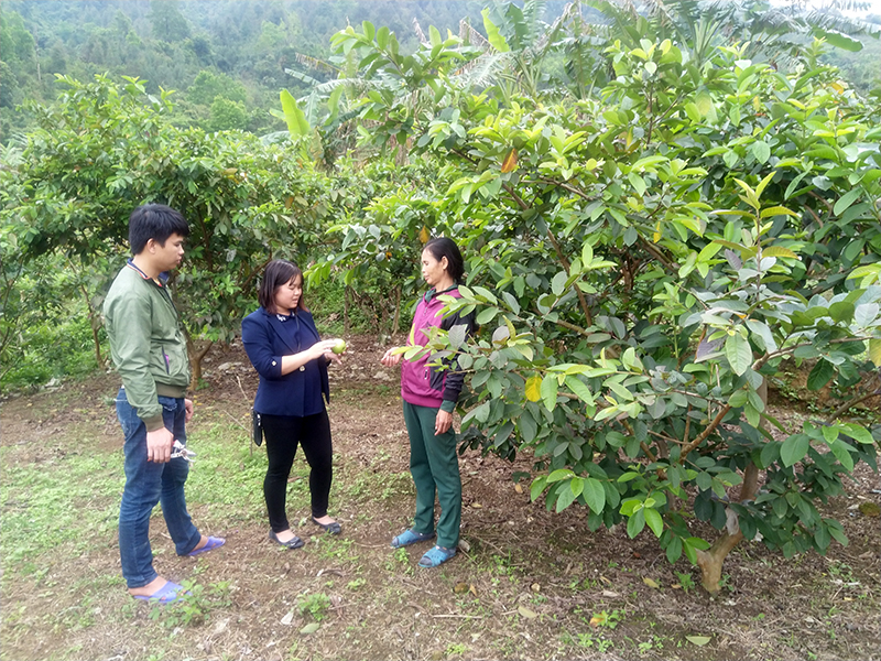 Cán bộ Hội Nông dân xã Lục Hồn trao đổi với hộ bà Trần Thị Sủi, thôn Ngàn Mèo Dưới về hướng mở rộng mô hình trồng ổi lê.