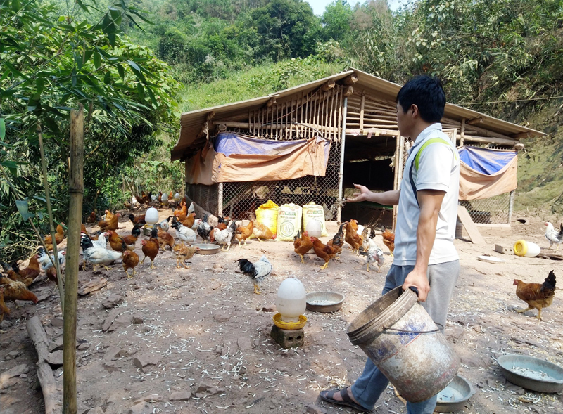 Mô hình nuôi gà thả đồi của anh Trần Văn Hoan, thôn Bắc Lù.