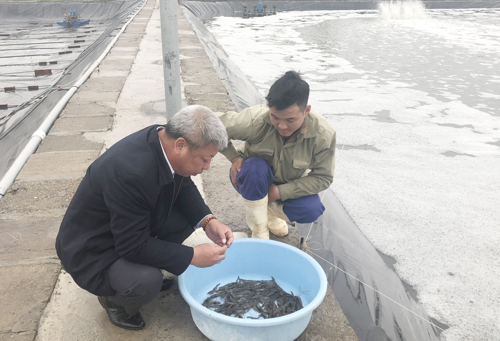 Hiệu quả ứng dụng công nghệ mới trong nuôi tôm ở Công ty CP Thủy sản Tân An