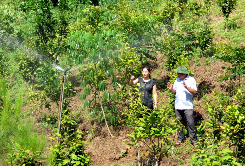 Các đồi trồng trà hoa vàng trên địa bàn huyện Ba Chẽ được đầu tư, trang bị hệ thống tưới nước tự động.