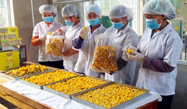 Công nhân Công ty CP Kinh doanh lâm sản Đạp Thanh kiểm tra, phân loại bông trà hoa vàng sau quy trình sấy thăng hoa bằng hệ thống dây chuyền công nghệ cao được chuyển giao từ DKPharma.