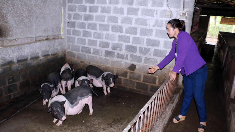 Để phòng chống dịch tả lợn châu Phi, trung bình 2-3 ngày, HTX Nông nghiệp hữu cơ An Lộc