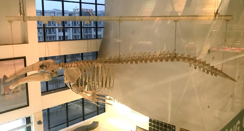 Bộ khung xương cá voi có chiều dài gần 20m và cao hơn 2m được treo tại tiền sảnh bảo tàng chính là điểm nhấn vô cùng đặc sắc của không gian trưng bày tại đây