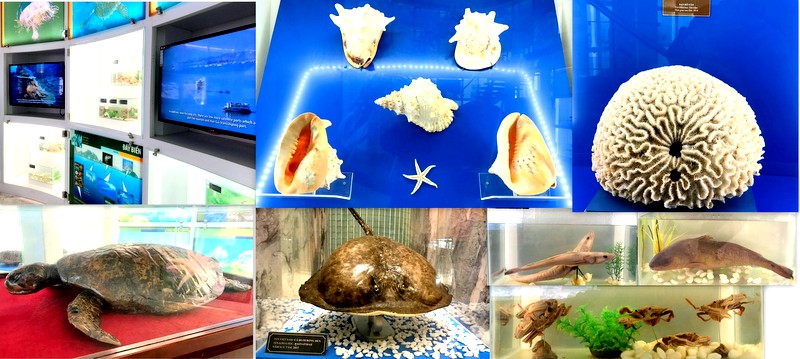 Tại đây các tiêu bản sinh vật biển được thiết kế trưng bày một cách sinh động và công phu theo từng nhóm loài. Một số loài đặc hữu của vùng biển Quảng Ninh như : con Víc (hay còn gọi là rùa biển hiện vẫn đang sinh sống trong tại Vườn quốc gia Bái Tử Long), San hô não, ốc tù và...