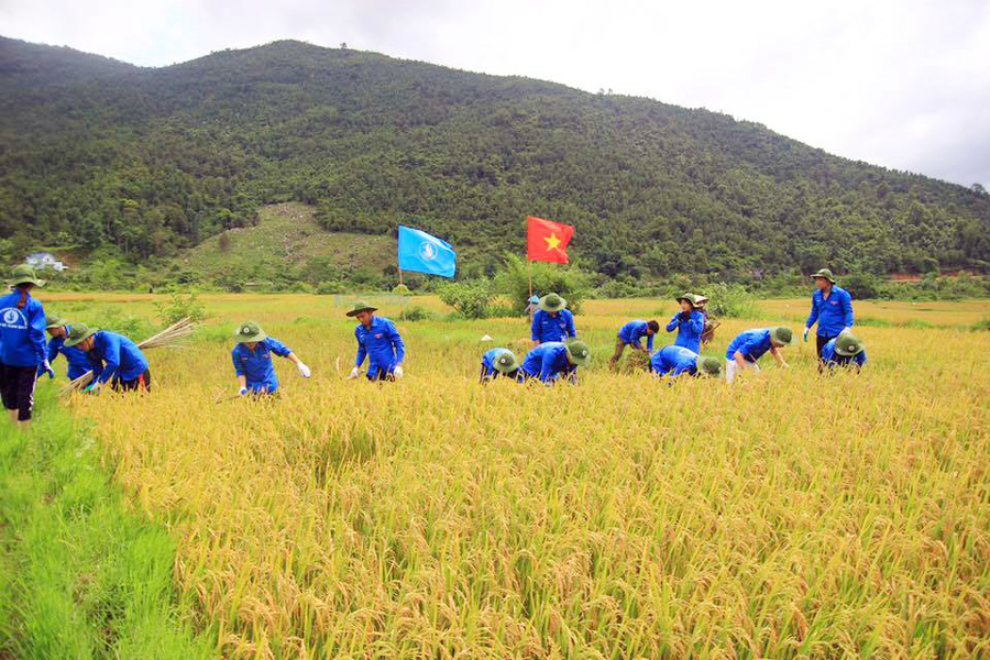 Đoàn thanh niên Trường Đại học Công nghiệp Quảng Ninh tình nguyện giúp người dân xã Đồng Văn gặt lúa