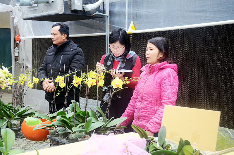 Hội viên phụ nữ TX Đông Triều trao đổi với phóng viên về quá trình khởi nghiệp trồng và sản xuất hoa lan Hồ điệp.