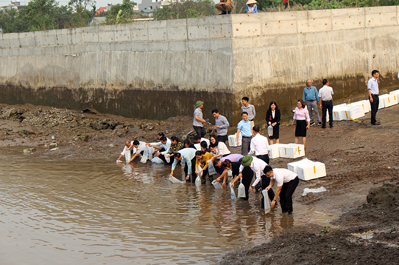 50 vạn tôm sú giống đã được thả vào vùng nước tự nhiên khu vực sông Chanh tại buổi lễ
