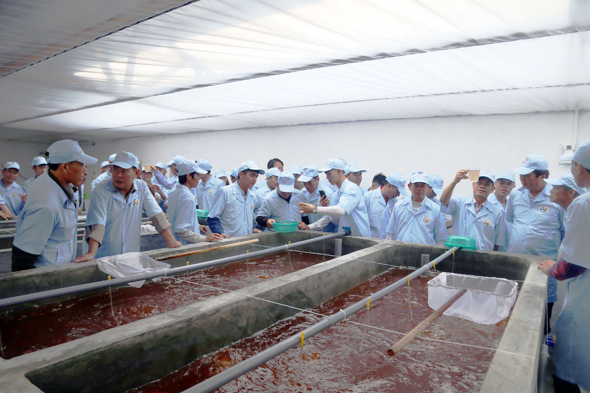 Các doanh nghiệp, hộ nuôi tôm của Đầm Hà phấn khởi tham quan khu sản xuất giống của Tập đoàn Việt - Úc tại xã Tân Lập.