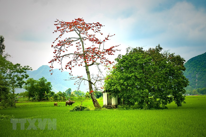 Bức tranh làng quê tuyệt đẹp với cây gạo thắp lửa giữa cánh đồng. Ảnh chụp tại huyện Yên Mô, Ninh Bình. (Ảnh: Minh Đức/TTXVN)