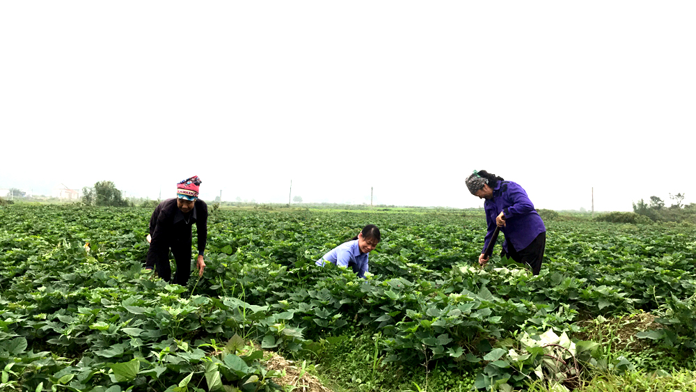 Mô hình trồng khoai lang ở thôn Đồi Mây, xã Hải Lạng cho hiệu quả kinh tế cao gấp 5 lần trồng lúa. 