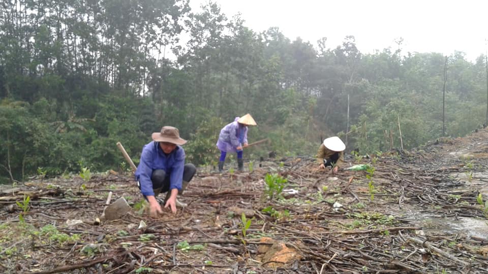 Tranh thủ thời tiết thuận lợi, người dân trên địa bàn huyện trồng mới lại diện tích rừng đã khai thác
