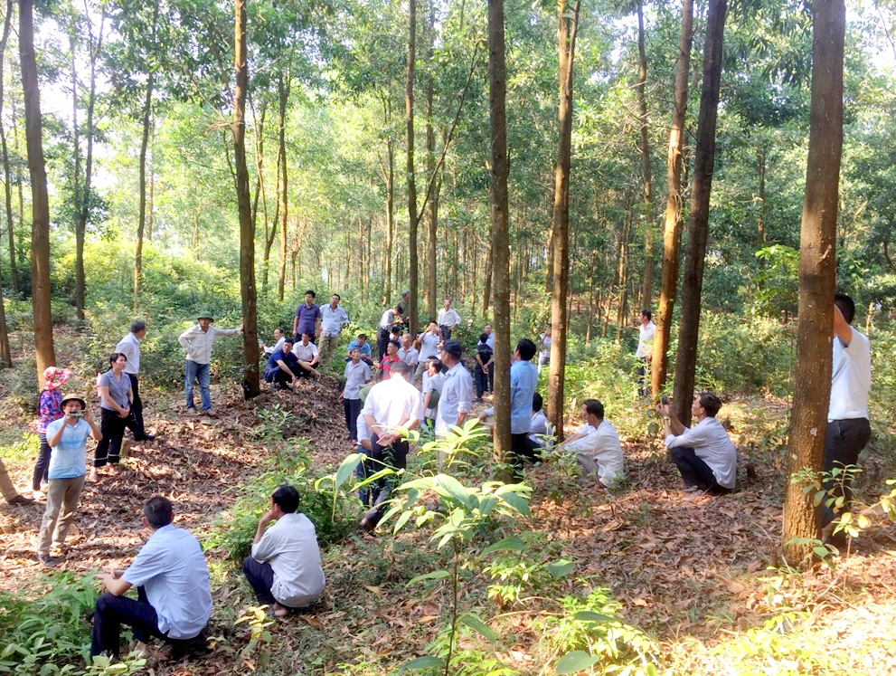 Trung tâm Khuyến nông (Sở NN&PTNT) hướng dẫn nông dân xã Quảng Lợi (huyện Đầm Hà) cách thức chuyển hóa rừng gỗ nhỏ thành rừng gỗ lớn. (Ảnh: Trung tâm Khuyến nông tỉnh cung cấp)