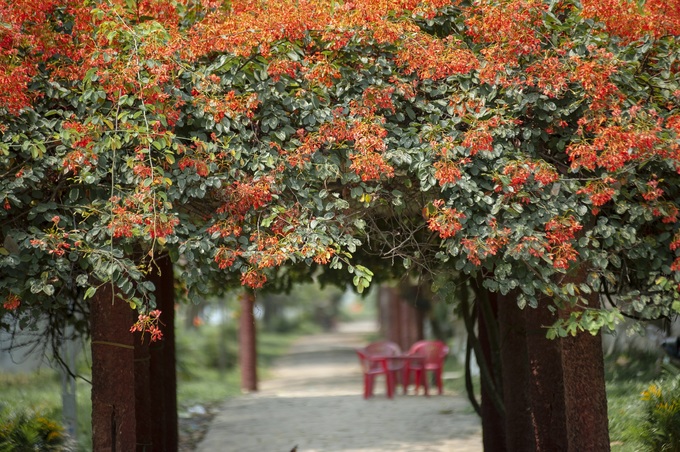 Nhiếp ảnh gia Đặng Châu Anh Phong dành nhiều thời gian để ghi lại vẻ đẹp của loài hoa này. 