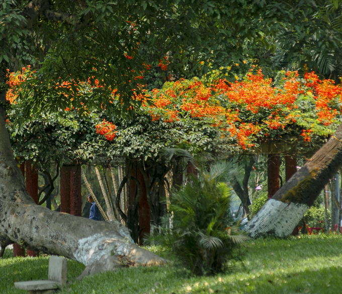 Các khu công viên, vườn cây thơ mộng hơn nhờ sắc hoa nổi bật trên nền lá xanh.