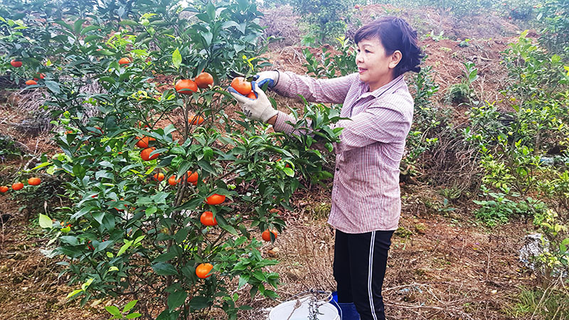 Gia đình chị Nguyễn Thị Nam, thôn Hải Đông, xã Quảng Thành, chăm sóc vườn cam Canh.