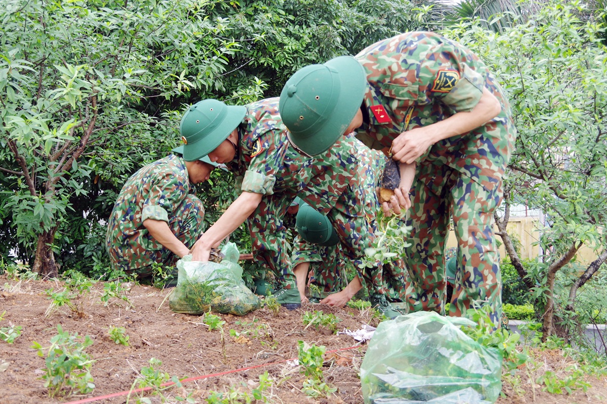 Đoàn viên thanh niên Bộ CHQS tỉnh tích cực tham gia trồng 25.000 cây cỏ lạc tại khu vực khuôn viên của đơn vị. 