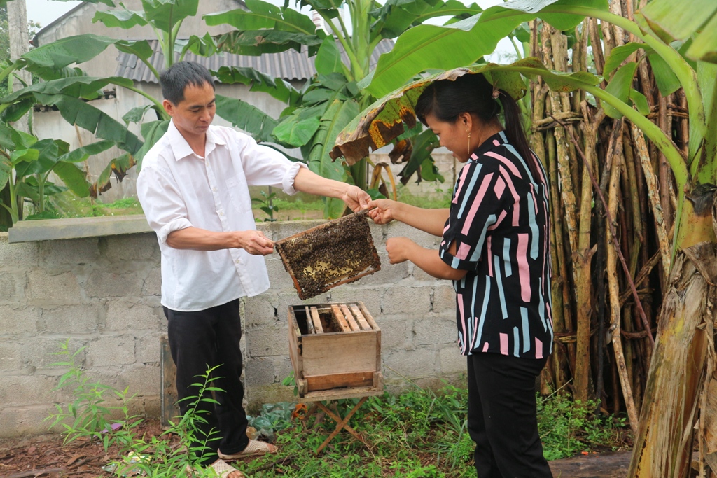 Mô hình nuôi ong của gia đình chị Vũ Thị Tiếp (thôn Đồng Đá, xã Bình Dân, huyện Vân Đồn) mang lại thu nhập ổn định