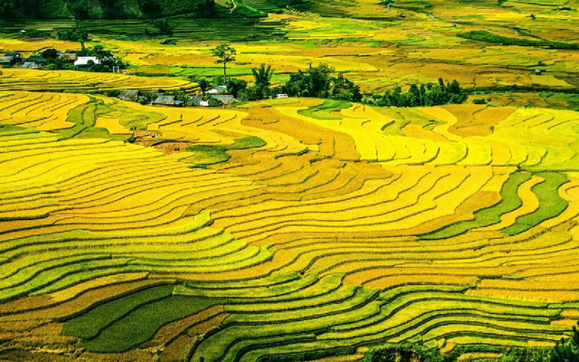 Vẻ đẹp của ruộng bậc thang Mù Cang Chải - Ảnh: dulichvietnam.vn