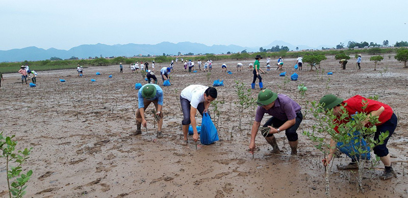 Trồng rừng ngập mặn tại xã Đồng Rui, huyện Tiên Yên. (Ảnh: CTV Đoàn Tuyến)