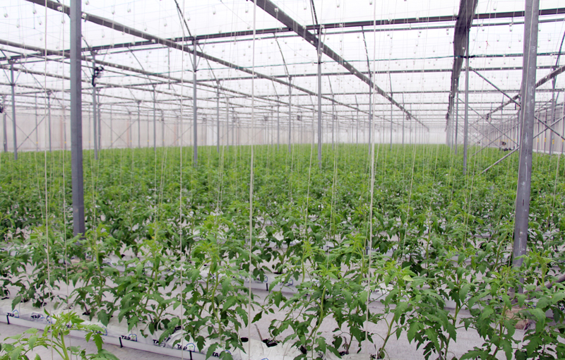 Mô hình trồng rau an toàn tại Khu nông nghiệp công nghệ cao của VinEco (Thị xã Đông Triều)