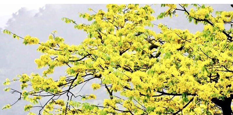 Mai vàng Yên Tử, từ loài hoa tự nhiên đầu tiên được Uông Bí bảo tồn, nhân giống đến giờ đã quá nổi tiếng, thành “từ khóa” để nhiều người định danh về vùng đất Phật Yên Tử