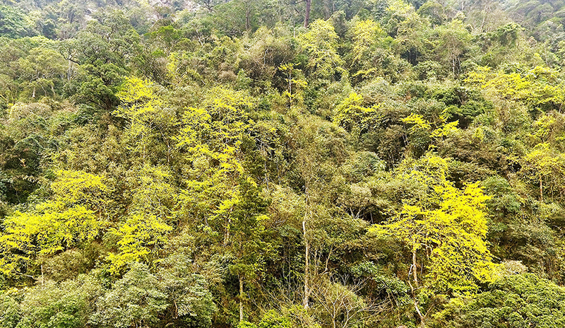 Cứ sau tết cả cảnh rừng mai tự nhiên trên núi rừng Yên Tử khoe sắc rực rỡ…