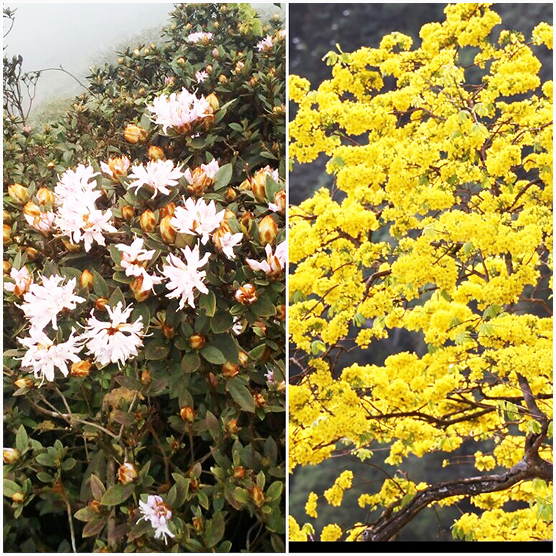 Khi đặt 2 loại hoa cạnh nhau, vẻ đẹp của đỗ quyên thật không thua kém mai rừng