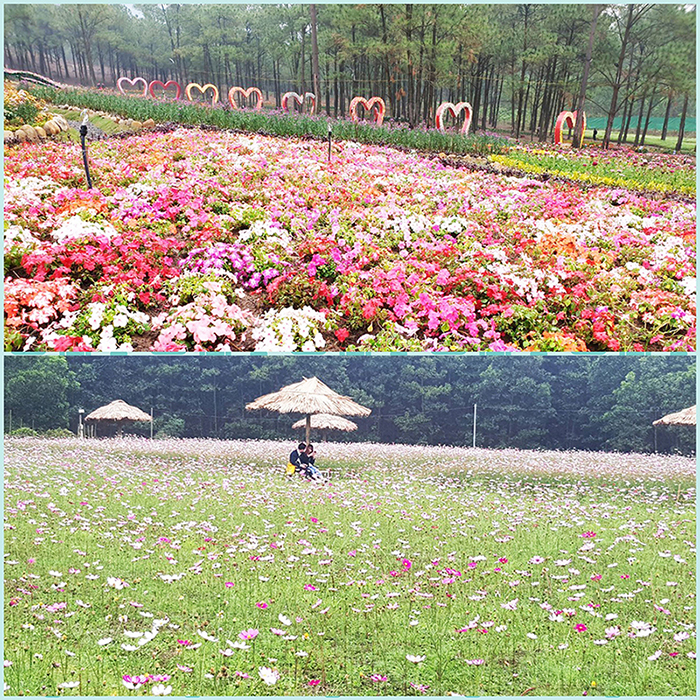 Nhận thấy khí hậu, địa chất thuận lợi để trồng hoa, năm 2018, 2 doanh nghiệp đã đầu tư hình thành Thung lũng hoa Yên Tử và công viên hoa Yên Trung lake với sự hiện diện của hàng trăm loại hoa các loại.