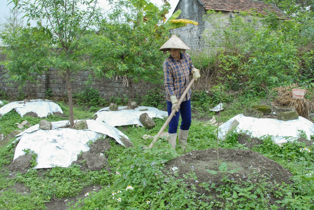 Gia đình chị Nguyễn Thị Chuyển ở thôn 5, xã Hạ Long (Vân Đồn) có thu nhập khá từ vườn đào phai.