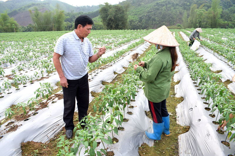 Mô hình trồng ớt của CCB Lý Hoài Sơn ở thôn Hồng Phong, xã Phong Dụ, huyện Tiên Yên