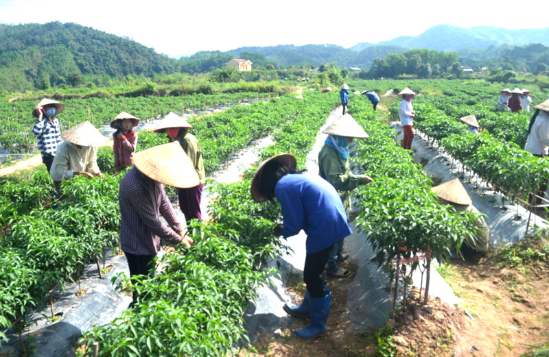Người dân thụ phấn cho ớt trên cánh đồng tại thôn Bắc Buông-Khe Chanh, xã Hà Lâu, huyện Tiên Yên 