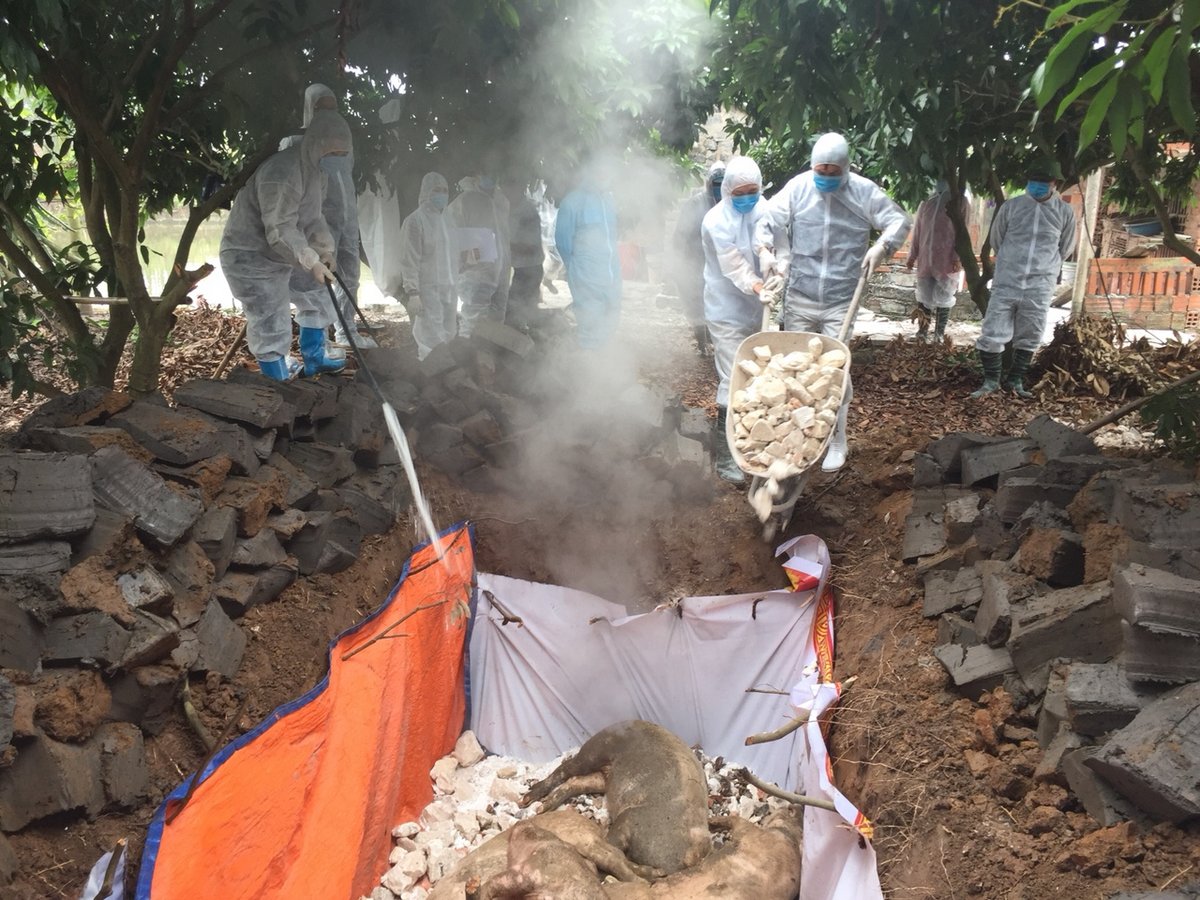 Lực lượng chức năng tiến hành tiêu hủy lợn nhiễm bệnh dịch tả châu Phi tại thôn Đức Sơn, xã Yên Đức (TX Đông Triều).
