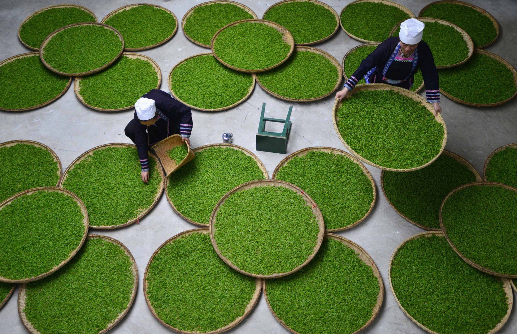 Nữ công nhân người dân tộc Dong kiểm tra lá chè tại một nhà máy sản xuất chè ở huyện Lê Bình (tỉnh Quý Châu). Theo thống kê của truyền thông địa phương, trong năm 2014, ngành chè đã tạo công việc cho hơn 60.000 công nhân nữ đến từ các làng lân cận. Thu nhập mỗi người đạt khoảng 100 nhân dân tệ một ngày. Ảnh: Reuters
