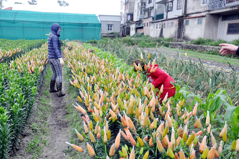 Mô hình trồng hoa ly - một trong những giải pháp làm giầu của nông dân huyện Hoành Bồ