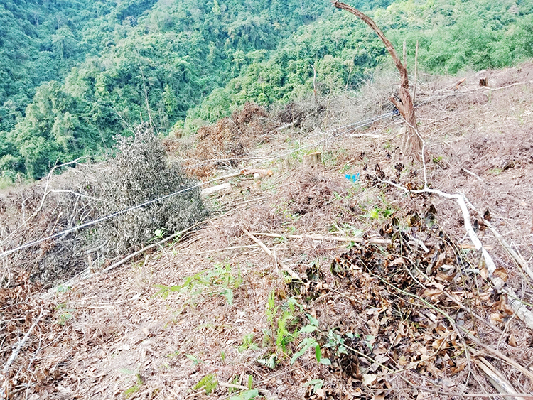 2,35ha rừng phòng hộ Khe Tao bị chặt trụi