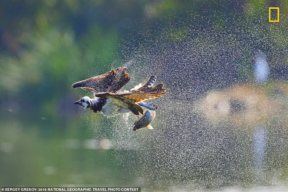 Con chim ưng biển bay vọt lên từ mặt nước sau khi bắt được con cá. Bức ảnh do nhiếp ảnh gia Serge Grekov chụp tại Thung lũng San Fernando - một vùng ngoại ô của Los Angeles, Mỹ.