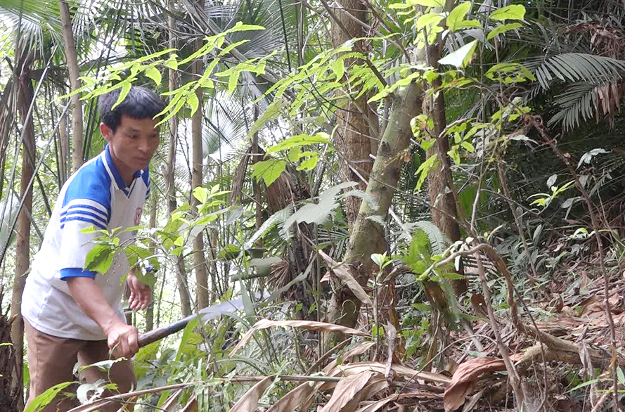Anh Triệu A Tiến ở thôn Pắc Cáy, xã Đồn Đạc chủ động phát triển kinh tế rừng để thoát nghèo.