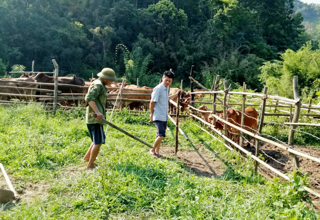 Mô hình nuôi bò đã giúp an Ninh Văn Bình ở thôn Bắc Văn, xã Thanh Sơn thoát nghèo.