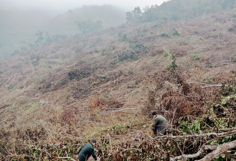 Lực lượng Kiêm lâm tỉnh phát hiện, xử lý một chủ rừng vi phạm hủy hoại rừng tại tiểu khu 226, thôn Khe Tao, xã Hà Lâu, huyện Tiên Yên.