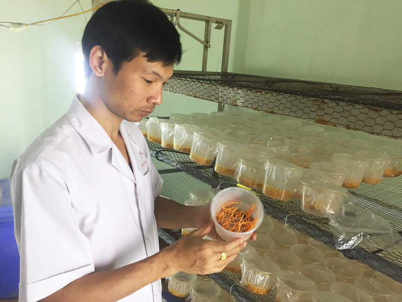 Sau cuộc thi, anh Vũ Ngọc Thành mở rộng mô hình trồng nấm đông trùng hạ thảo