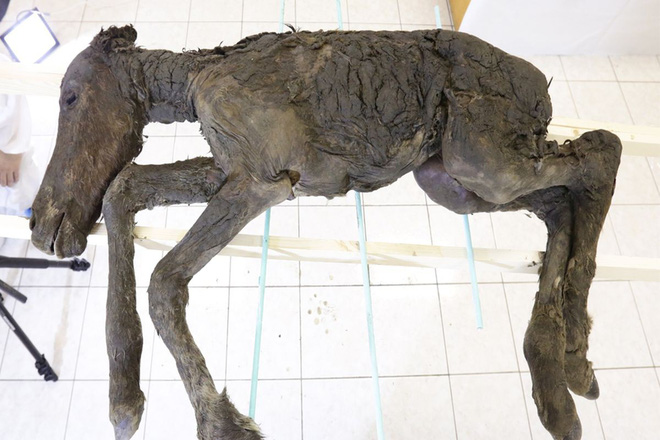 Thi thể của con ngựa Lenskaya bị chôn vùi trong băng vĩnh cửu 42.000 năm