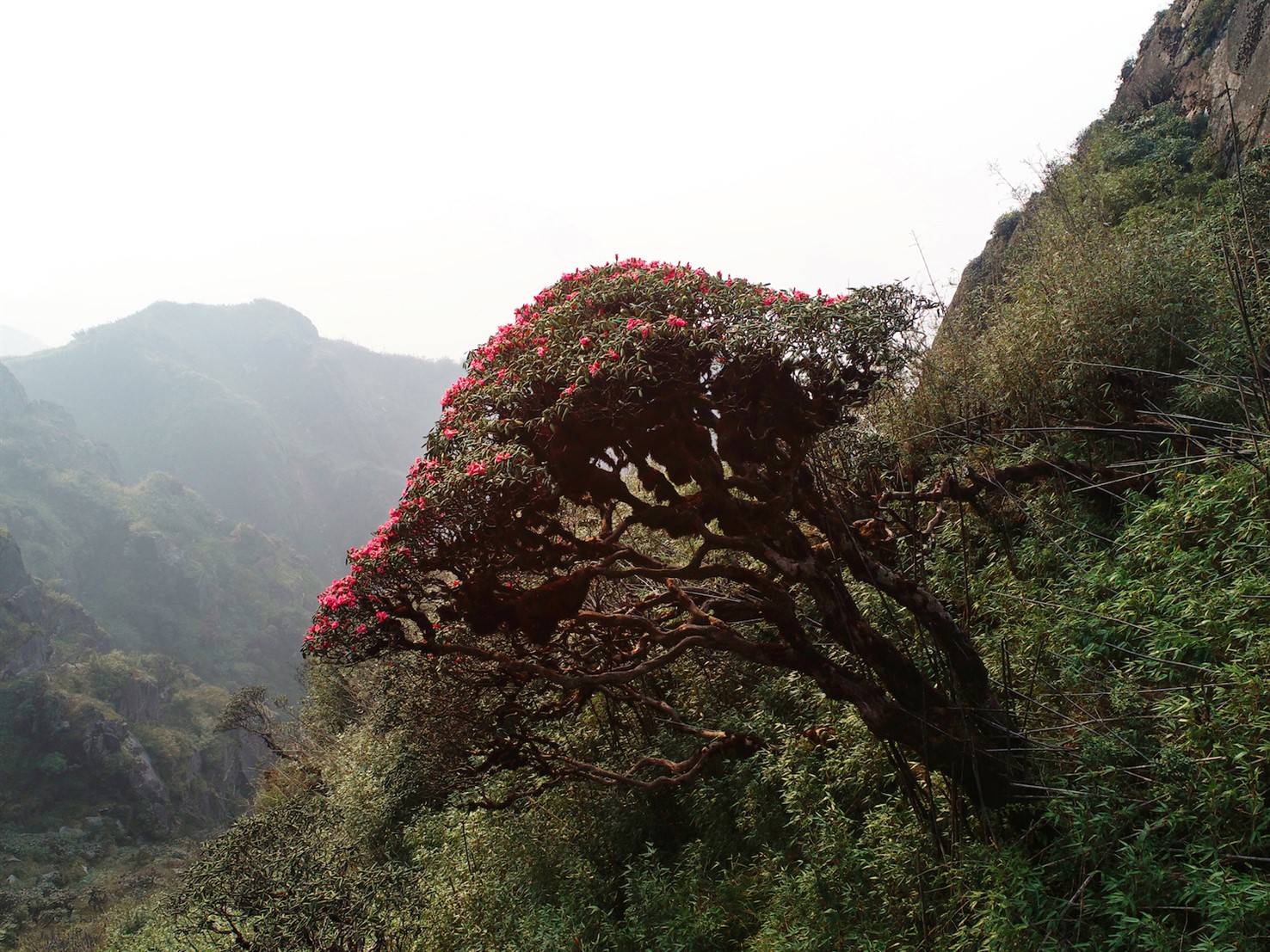 Hoa đỗ quyên chính là biểu tượng của sức sống mãnh liệt khi những bông hoa đủ sắc màu vô cùng rực rỡ lại bung nở từ những thân cành khô mốc của loài cây rừng mọc cheo leo nơi vách đá.