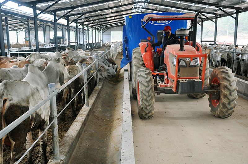 Dự án chăn nuôi bò của Công ty Phú Lâm