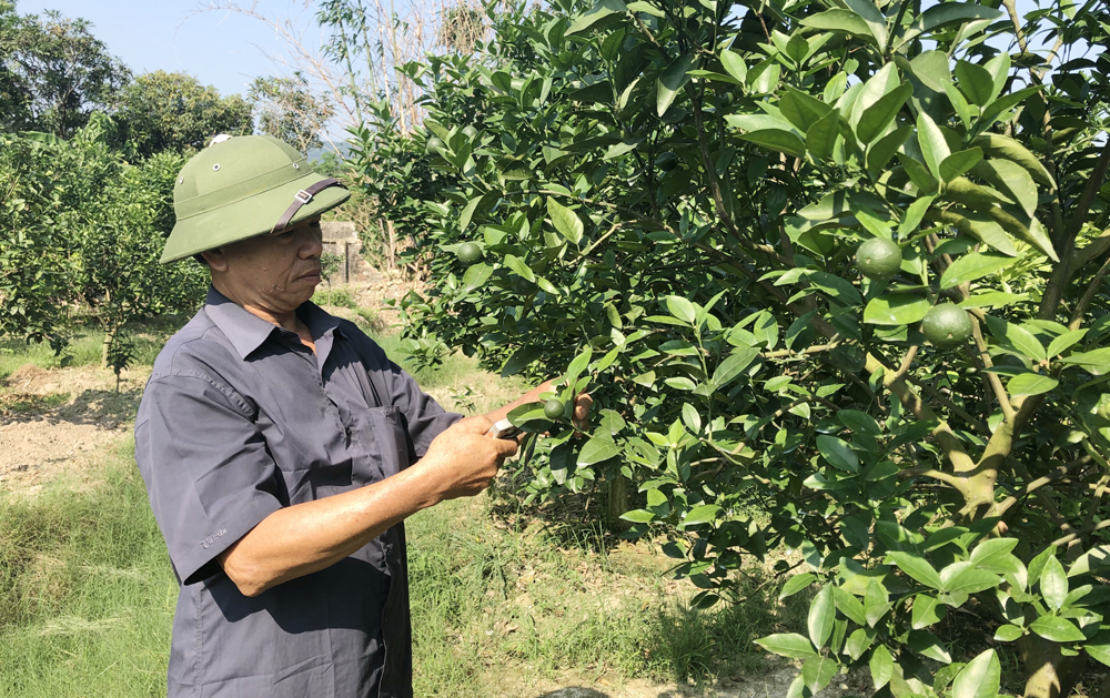 Mô hình trồng cam  của ông Phạm Văn Cát, khu Tân Mai, phường Đông Mai được thị xã hộc trợ về gióng và kỹ thuật chăm sóc