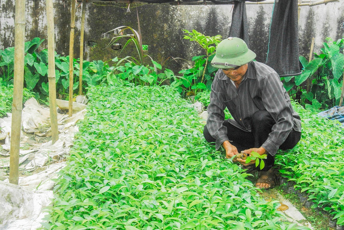 Người dân xã Quảng An (Đầm Hà) trồng cây giống phục vụ phát triển lâm nghiệp.