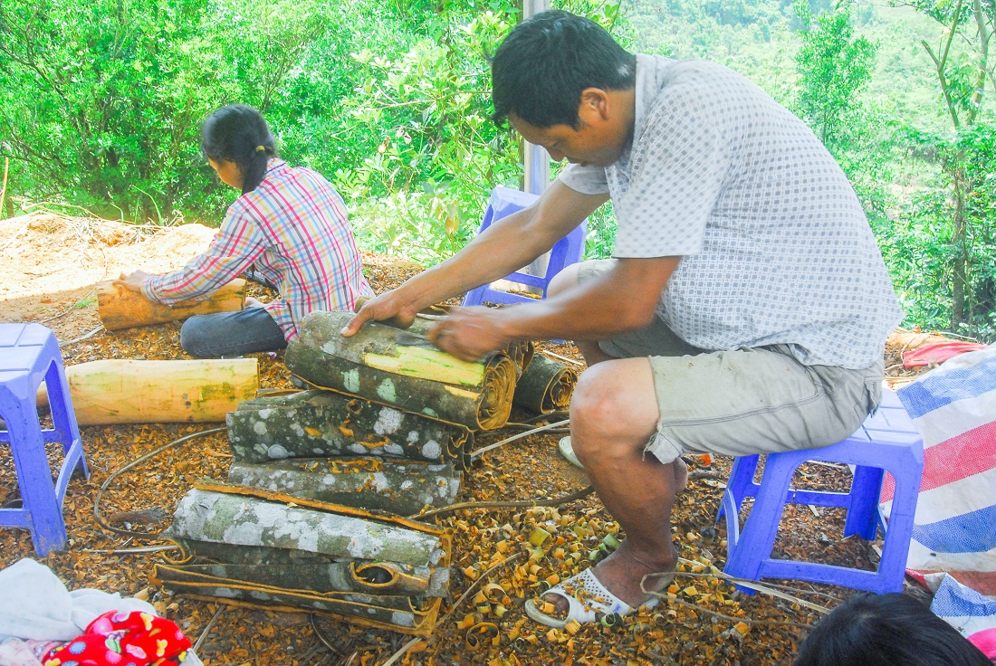 Người dân xã Quảng Lâm (Đầm Hà) sơ chế vỏ quế sau thu hoạch.